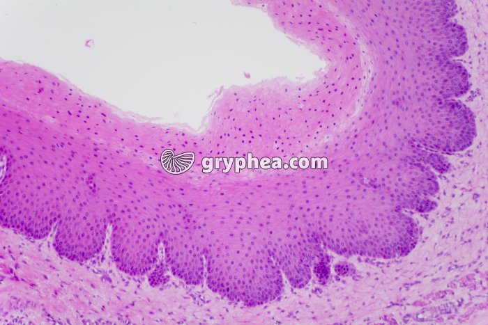 Vagin x40 - gryphea.com